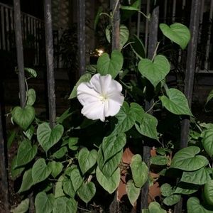 Meet your Posher, Windy